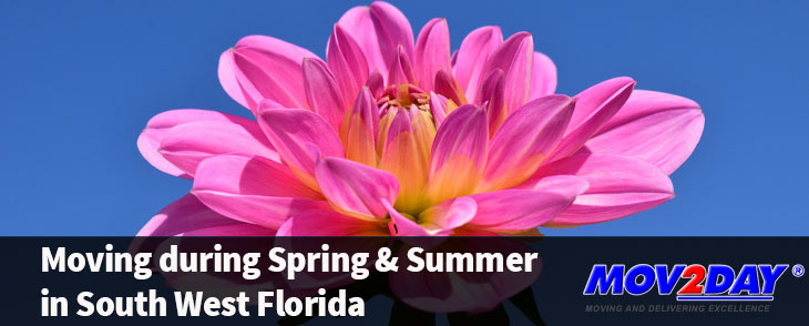 A flower in bloom while you are moving during spring and summer in South West Florida | Mov2Day Blog